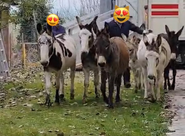 Gli asinelli di Suzzara strappati al macello: grazie all’Enpa li aspetta una famiglia