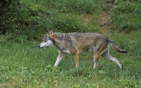Lupi nelle campagne di Soave, agricoltore avvista branco di quattro esemplari