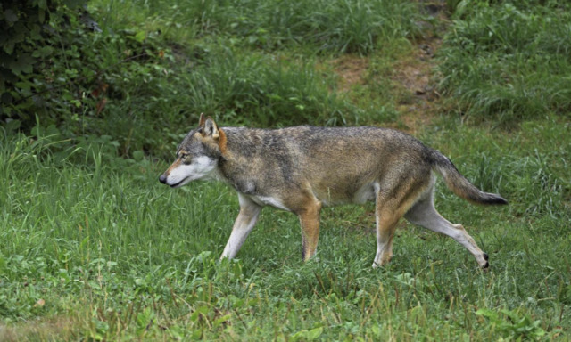 Lupi nelle campagne di Soave, agricoltore avvista branco di quattro esemplari