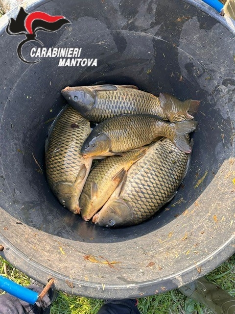 Alcuni dei pesci trovati dai carabinieri forestali