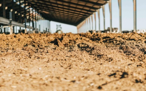 Il Comune di Gonzaga dice basta alla concentrazione eccessiva degli allevamenti intensivi