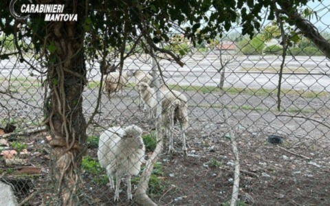Allevamento abusivo a Borgo Mantovano: animali tra i rifiuti e in pessime condizioni igieniche