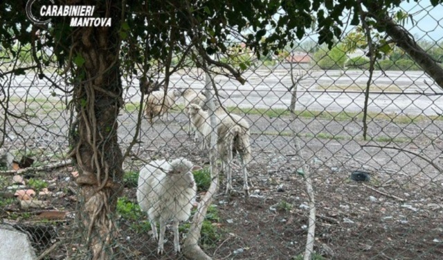 Allevamento abusivo a Borgo Mantovano: animali tra i rifiuti e in pessime condizioni igieniche