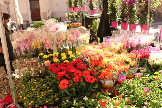 Mantova Fiorita: un successo senza precedenti trasforma la città in un giardino a cielo aperto