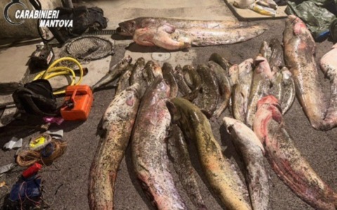Bracconaggio sull’Oglio: sequestrati 650 chili di pesce pescato illegalmente, due denunce