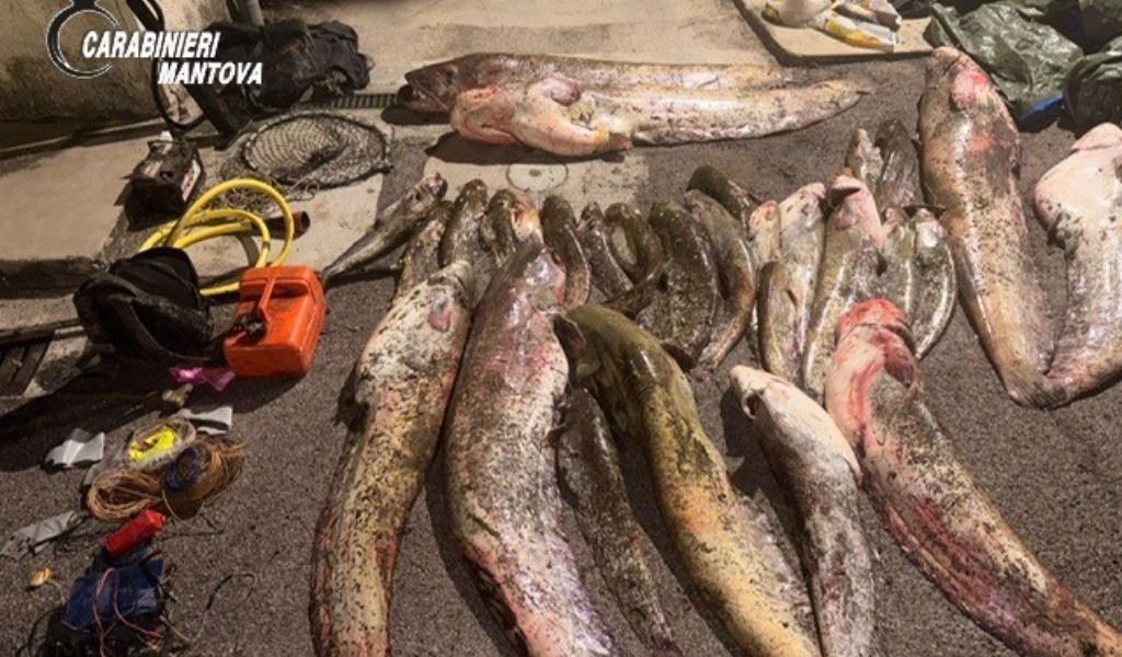 Bracconaggio sull’Oglio: sequestrati 650 chili di pesce pescato illegalmente, due denunce
