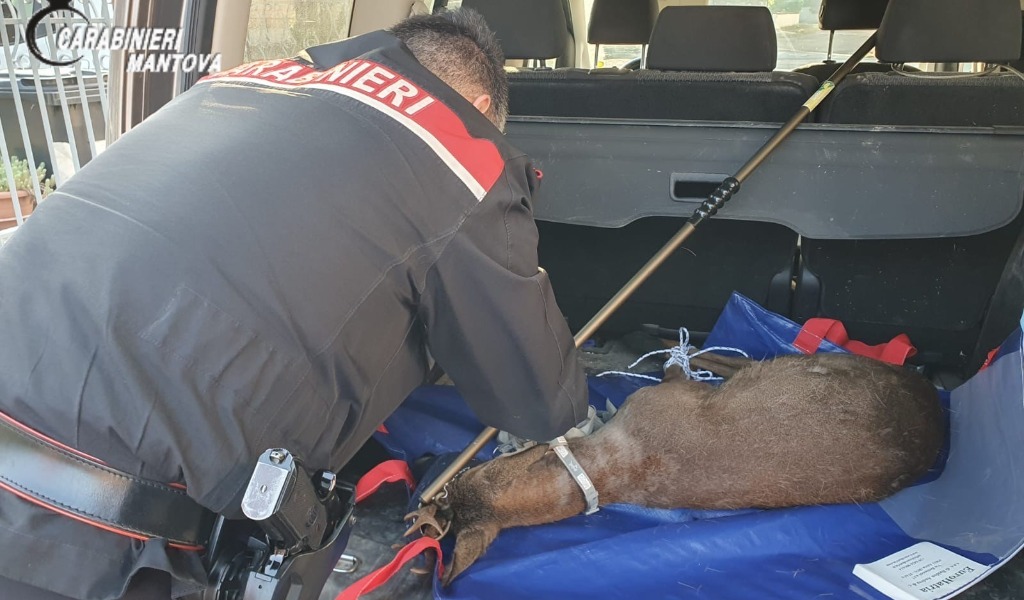 Un capriolo ferito nel giardino di casa: ritrovamento insolito a Viadana