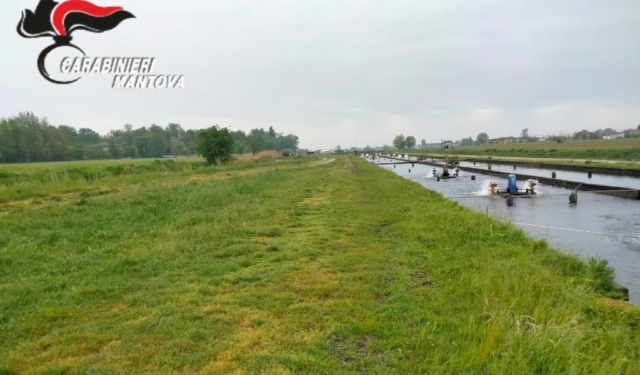 Furto maldestro di storioni a Goito: 10 quintali di pesci pescati e poi abbandonati un canale irriguo