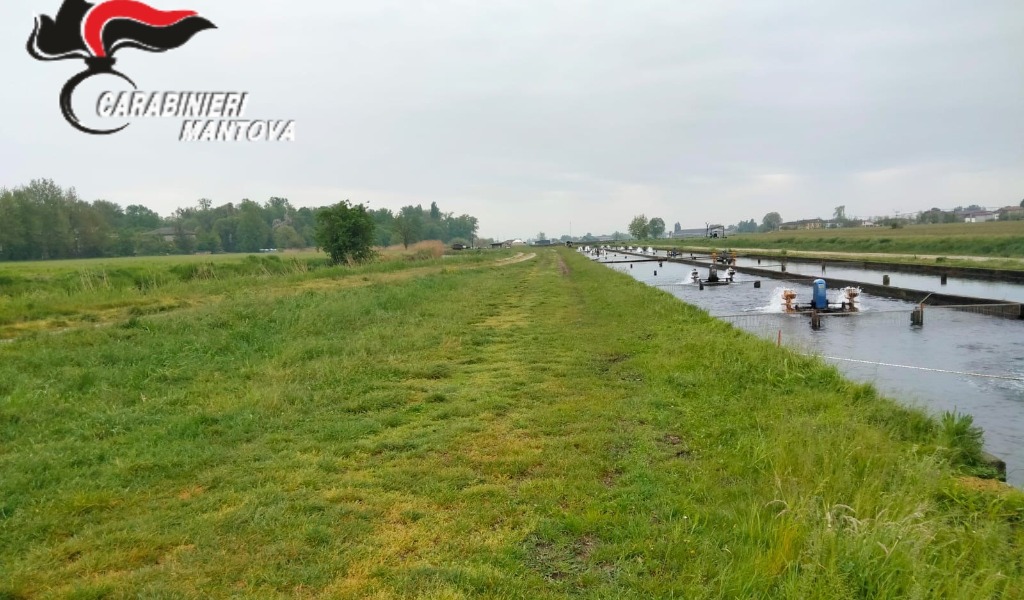 Furto maldestro di storioni a Goito: 10 quintali di pesci pescati e poi abbandonati un canale irriguo