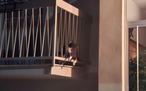 Rumori sospetti, ladri in azione? No, è un gattino intrappolato nella ringhiera di un balcone