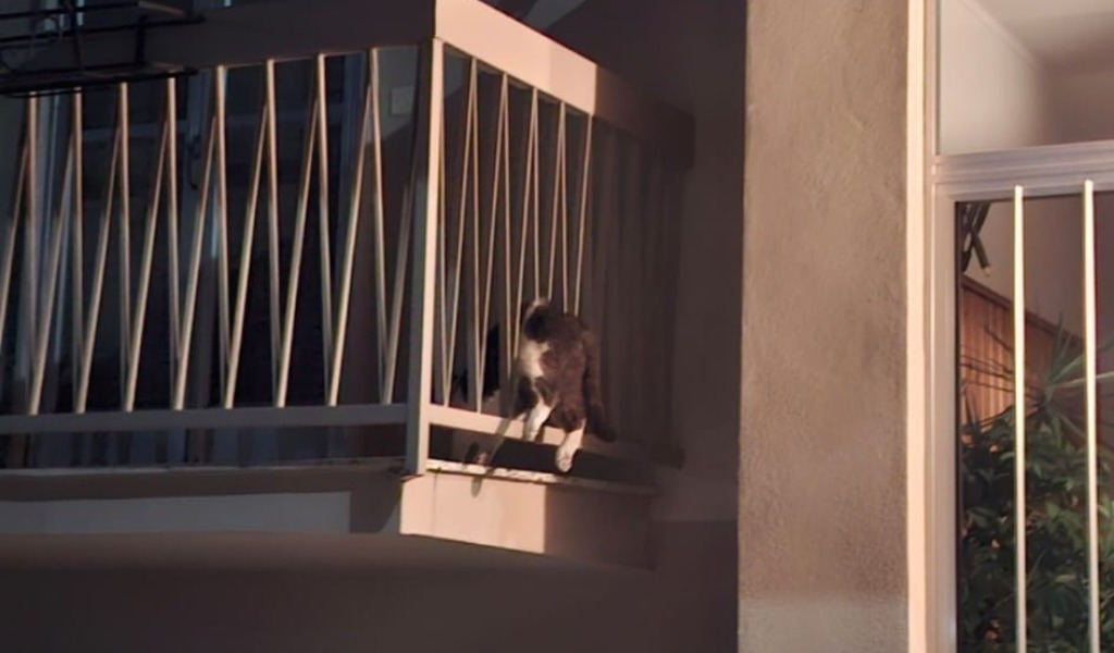 Rumori sospetti, ladri in azione? No, è un gattino intrappolato nella ringhiera di un balcone