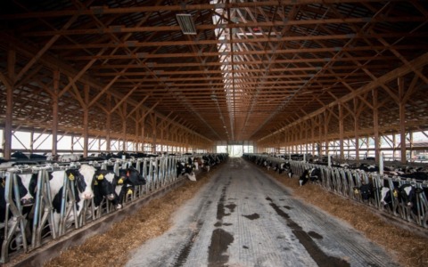 Mantova tra le province più inquinate della Pianura Padana: il peso degli allevamenti sull’aria che respiriamo