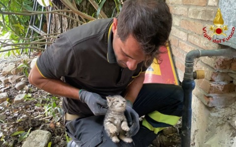 Due gattini salvati dai Vigili del Fuoco dopo essere rimasti intrappolati in un muro