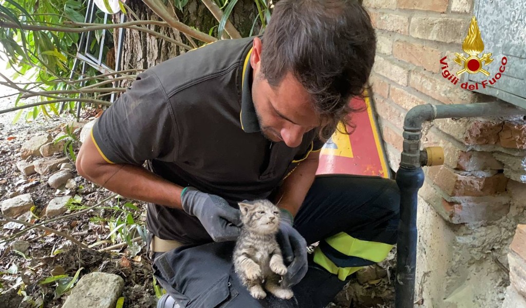 Due gattini salvati dai Vigili del Fuoco dopo essere rimasti intrappolati in un muro