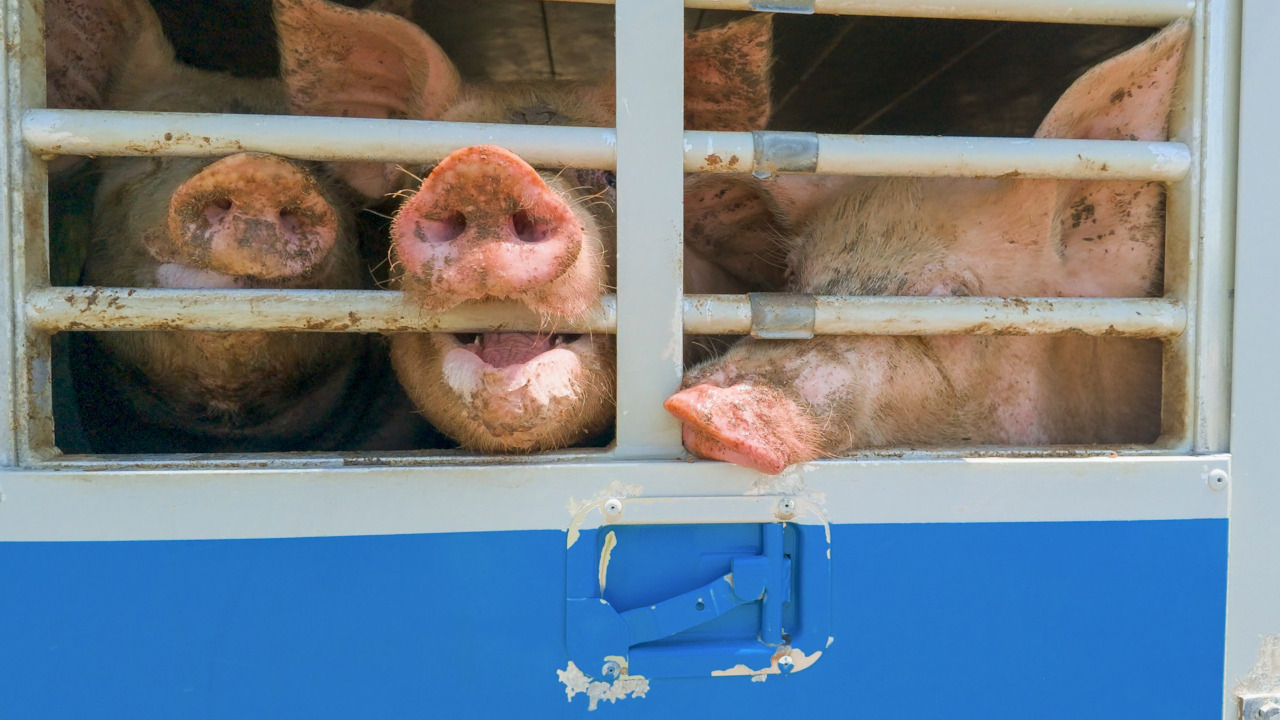 Maiali trasportati fino a 45 gradi sui camion: l’allarme di Essere Animali dopo controlli tra Mantova e Modena