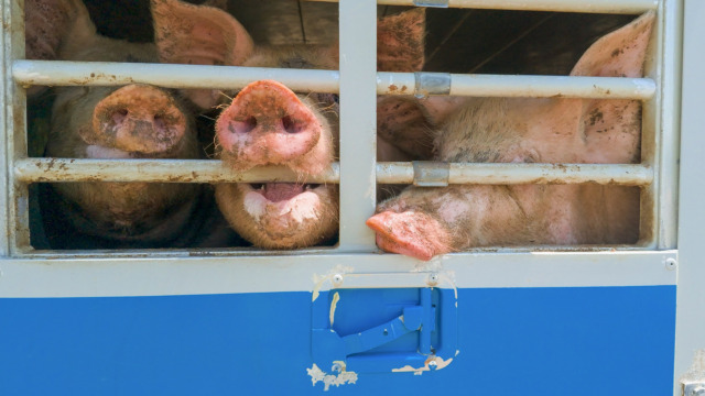Maiali trasportati fino a 45 gradi sui camion: l’allarme di Essere Animali dopo controlli tra Mantova e Modena