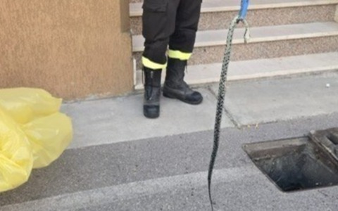 Serpente di un metro e mezzo incastrato in un tombino: intervento di Carabinieri e Vigili del Fuoco a Castellucchio