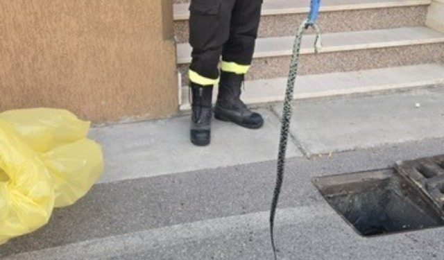 Serpente di un metro e mezzo incastrato in un tombino: intervento di Carabinieri e Vigili del Fuoco a Castellucchio
