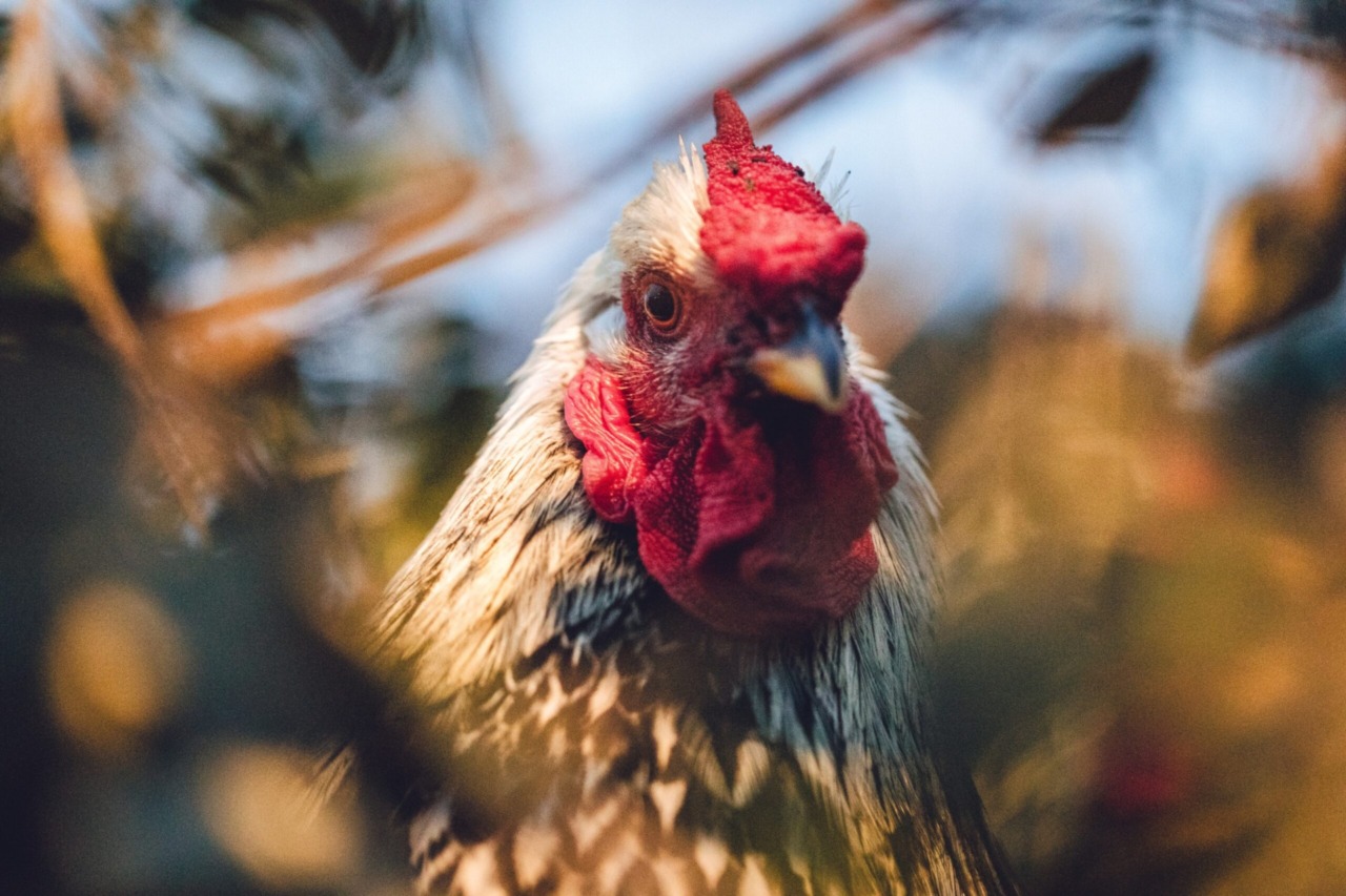 Macella galline sul terrazzo di casa a Bagnolo San Vito senza permesso, 57enne nei guai