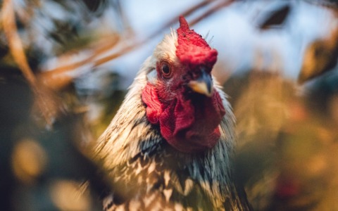 Macella galline sul terrazzo di casa a Bagnolo San Vito senza permesso, 57enne nei guai