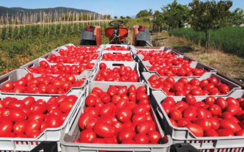 Pomodoro da salsa, raccolta partita in anticipo in provincia di Mantova: rese in calo del 30%