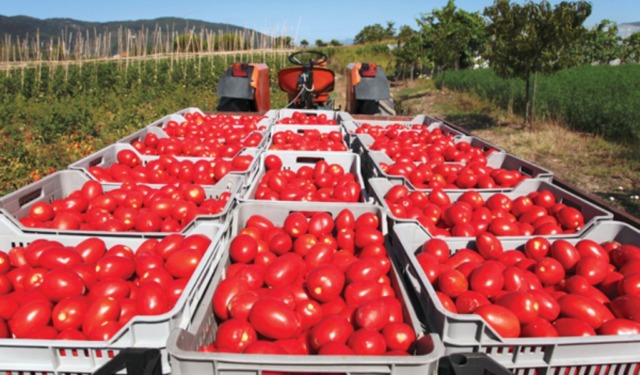 Pomodoro da salsa, raccolta partita in anticipo in provincia di Mantova: rese in calo del 30%