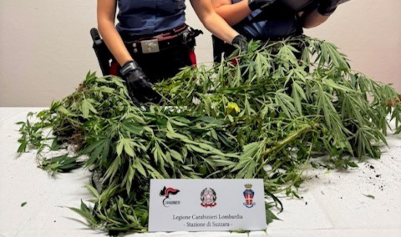 Coltiva cinque piante di canapa nel cortile di casa, 60enne nei guai a Suzzara
