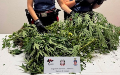 Coltiva cinque piante di canapa nel cortile di casa, 60enne nei guai a Suzzara
