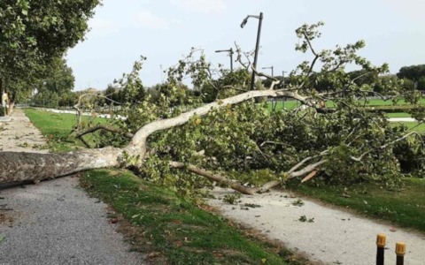 Tromba d’aria su Mantova: raffiche a 100 km/h e alberi abbattuti. Scatta il piano straordinario di pulizia e sicurezza