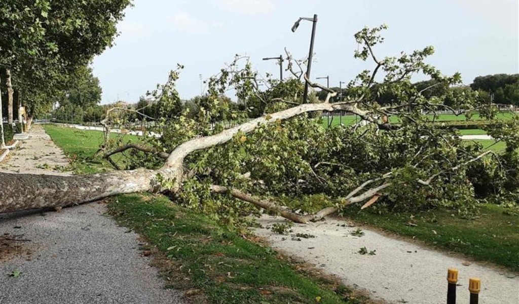 Tromba d’aria su Mantova: raffiche a 100 km/h e alberi abbattuti. Scatta il piano straordinario di pulizia e sicurezza