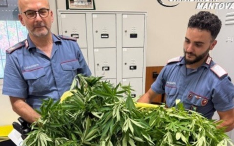 Incendia due auto nella notte: arrestato 41enne, in casa nascondeva una serra per la marijuana