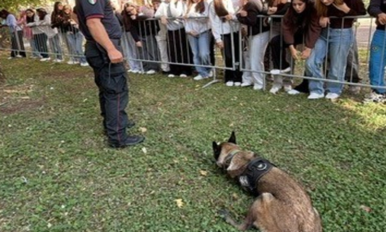 Unità cinofile dei Carabinieri a Viadana per l’evento dedicato ai cani da soccorso