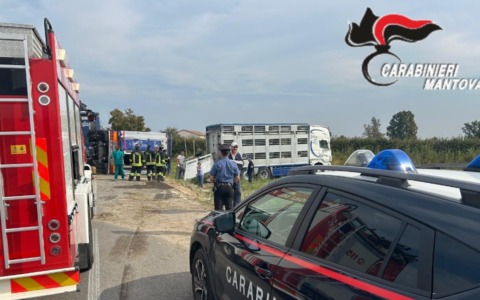 Camion con maiali si ribalta a San Giovanni del Dosso: alcuni animali muoiono, altri fuggono nei campi