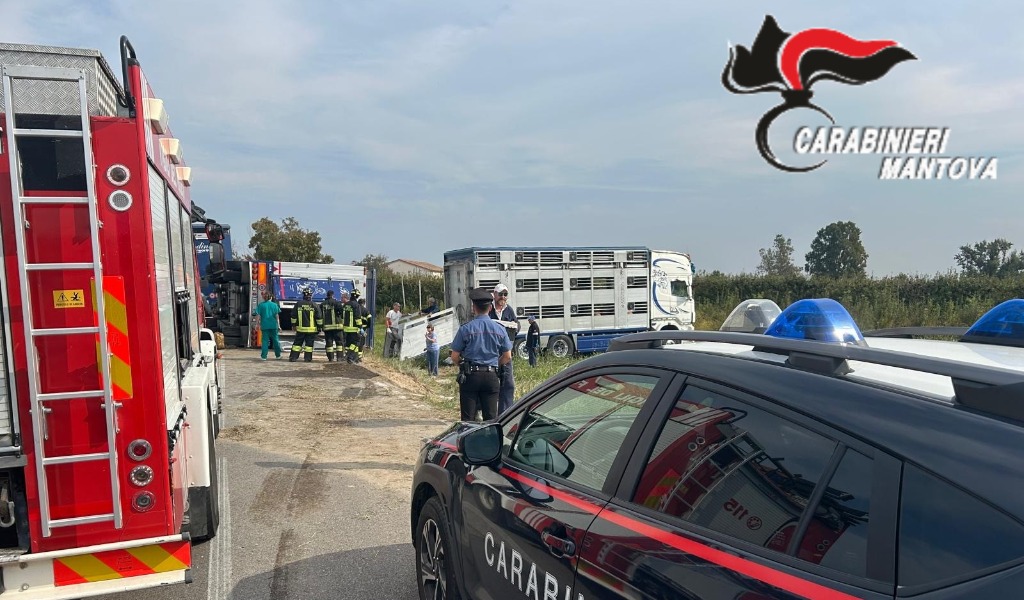 Camion con maiali si ribalta a San Giovanni del Dosso: alcuni animali muoiono, altri fuggono nei campi
